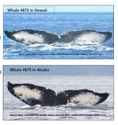 Icy Strait Whale sighted in Hawaii