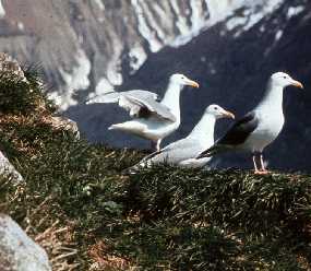 Glaucous-winged Gulls