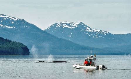 Whale researchers with whales
