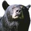 Be bear safe