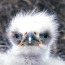 Bald eaglet