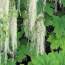 Lichen of Alaska Forests