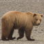 Glacier Bay bear management plan
