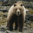 Brown bear