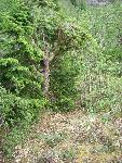 RubTree1