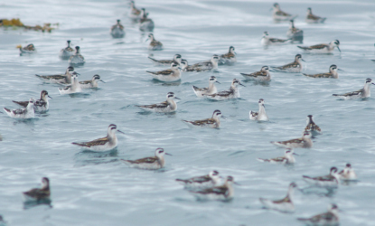 phalaropes