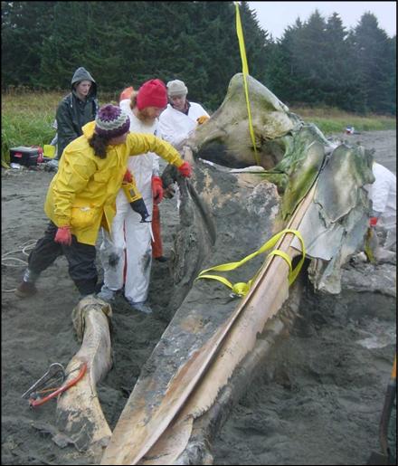 Park staff and volunteers working hard to preserve whale 68's remains.