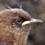winter wren