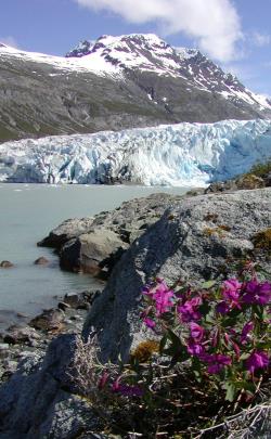 Reid Glacier and fireweed