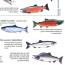 Salmon ID Chart