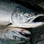 Fishing report