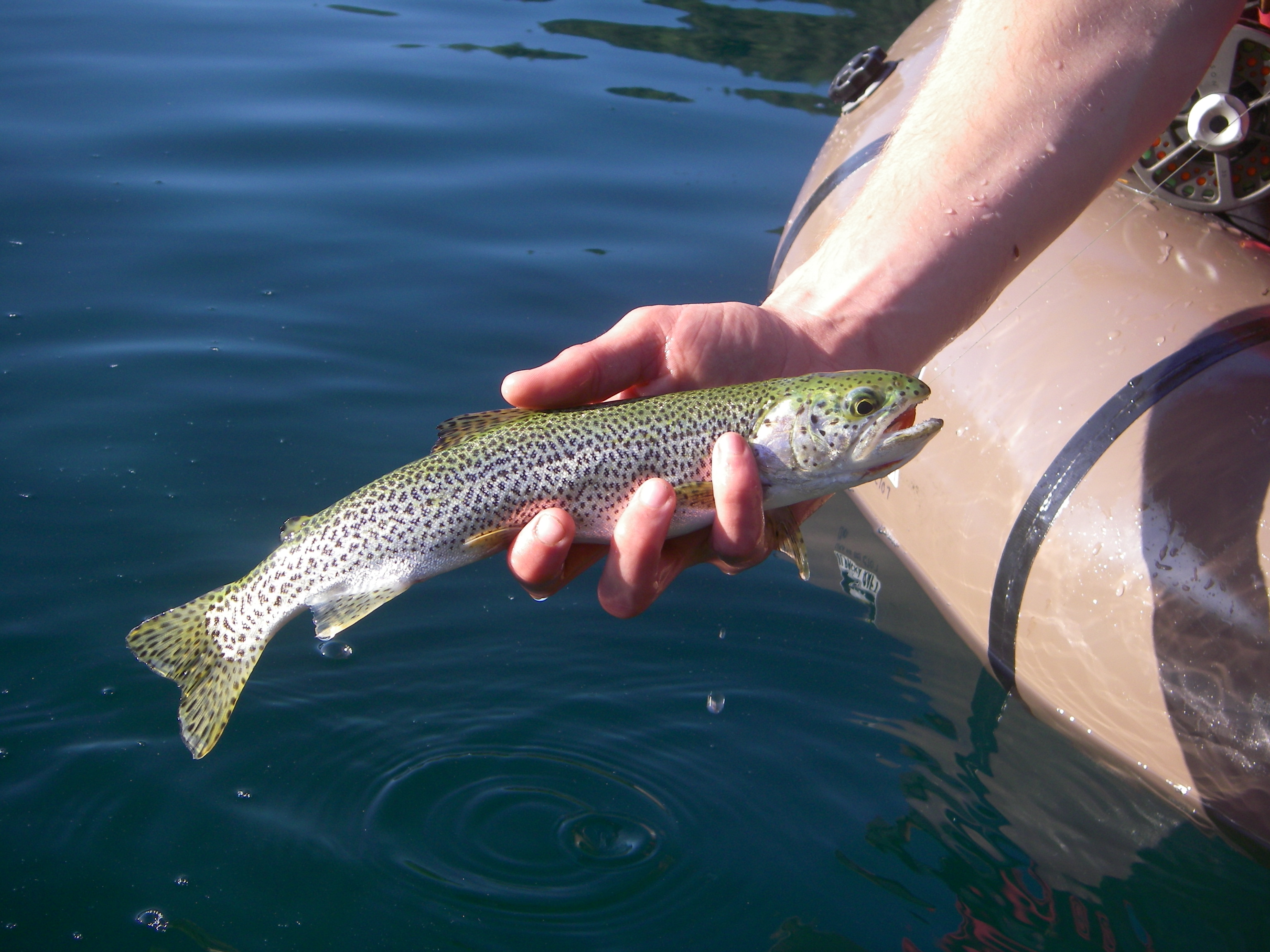 Coastal Cutthroat Trout