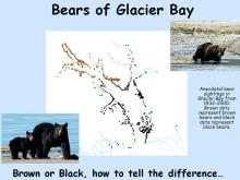 Brown bear or black bear?