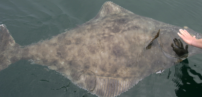 Glacier Bay halibut are a challenge to catch