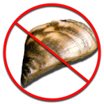Zebra Mussel