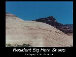 Resident Bighorn Sheep