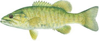 Smallmouth Bass