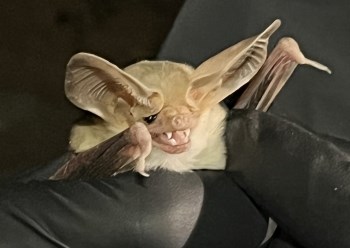 Pale bat in gloved hand