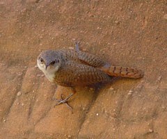 A small wren gripping a canyon wall glares at the camera.