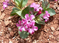 Bright pink and white flowers with fat leaves on rocky soil.