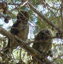 Two shaggy owls peek between the branches of a tree.