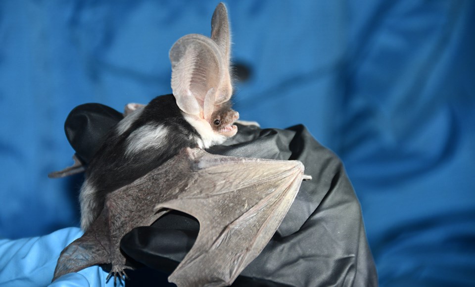 Bat with large ears held in gloved hand