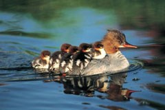 A duck with a pointy bill glides across the water. Five ducklings ride on her back.