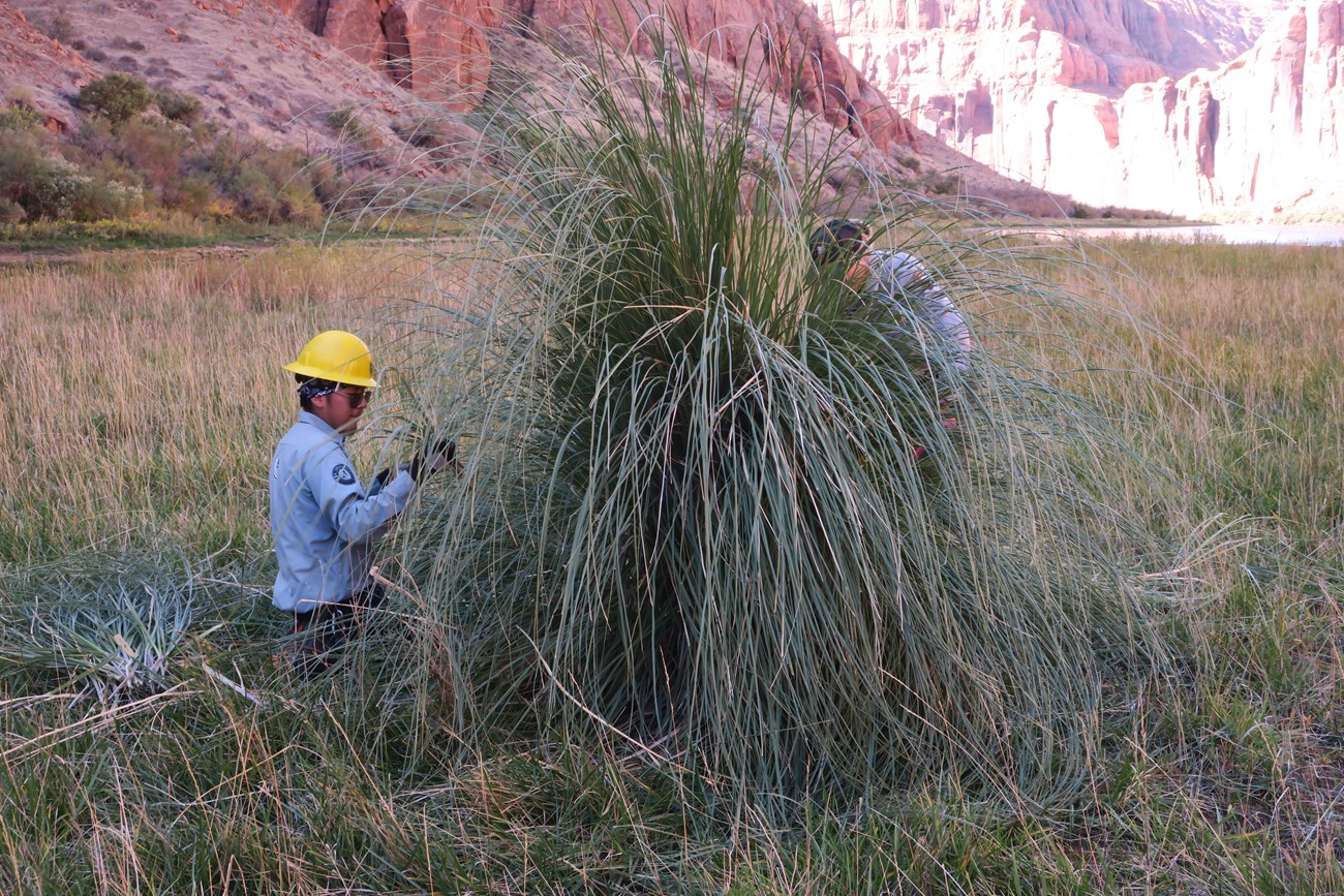 Two park rangers pull at a clump of grass taller than they are