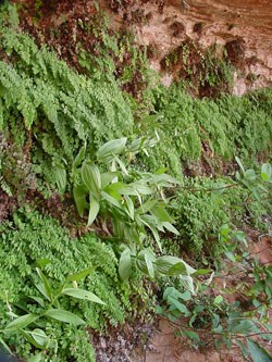 Lush green ferns hang from the side of a sandstone alcove.