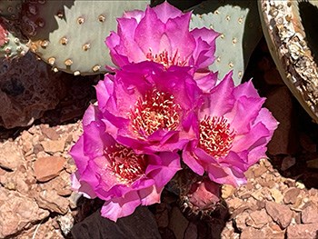 Cactus pads with bunch of brightly colored flowers at the edge