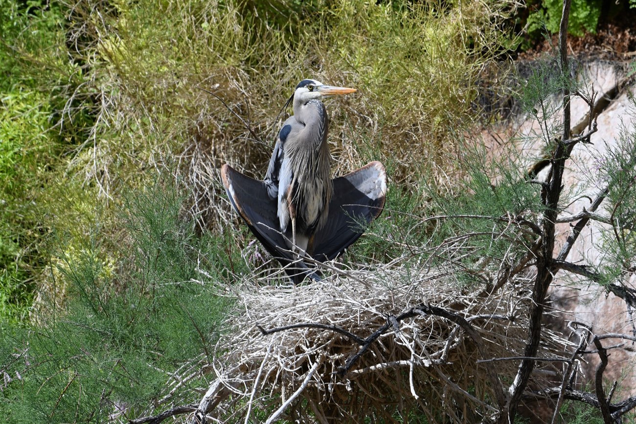 Heron sits on nest and displays wings