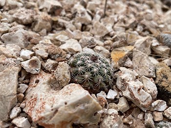 small round cactus surrounded by rocks of the same size