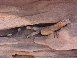 Dusty fat lizard with a striped tail looks out from a crack in two rocks.