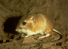 Ord’s kangaroo rat (Dipodomys ordii)