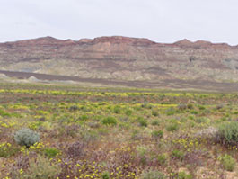 desert dandelion (Maliacothrix glabrata)