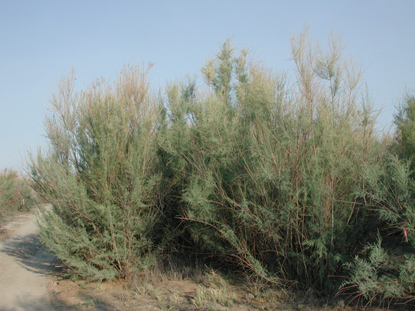 Tamarisk Minimally Impacted by Tamarisk Leaf Beetle 