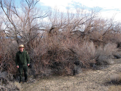 brown tamarisk with ranger
