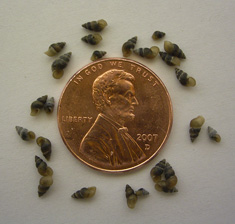 New Zealand mudsnails (Potamopyrgus antipodarum)