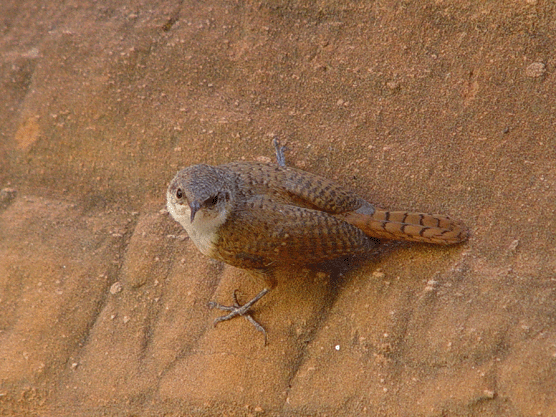 Canyon Wren