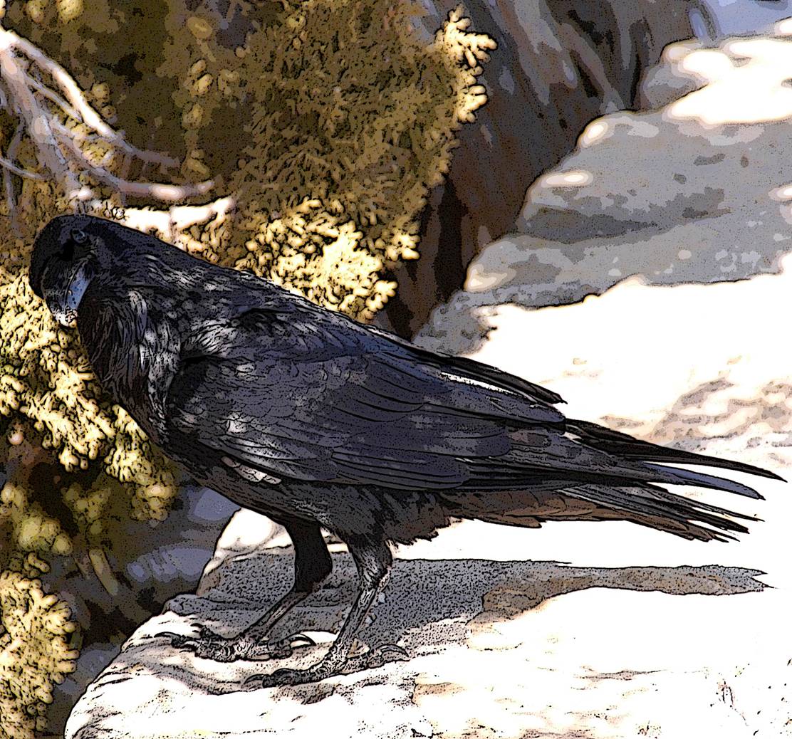 raven