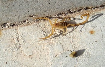 Scorpion at base of concrete wall