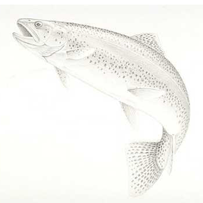 trout