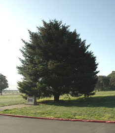 Commemorative Bicentennial tree at Fort Baker