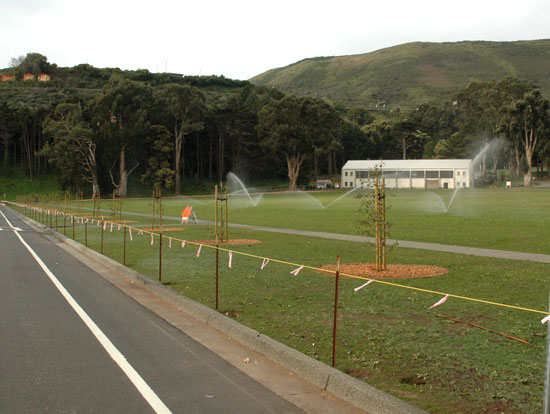 new trees at Center Road