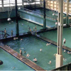 photo of swimmers in Sutro Baths
