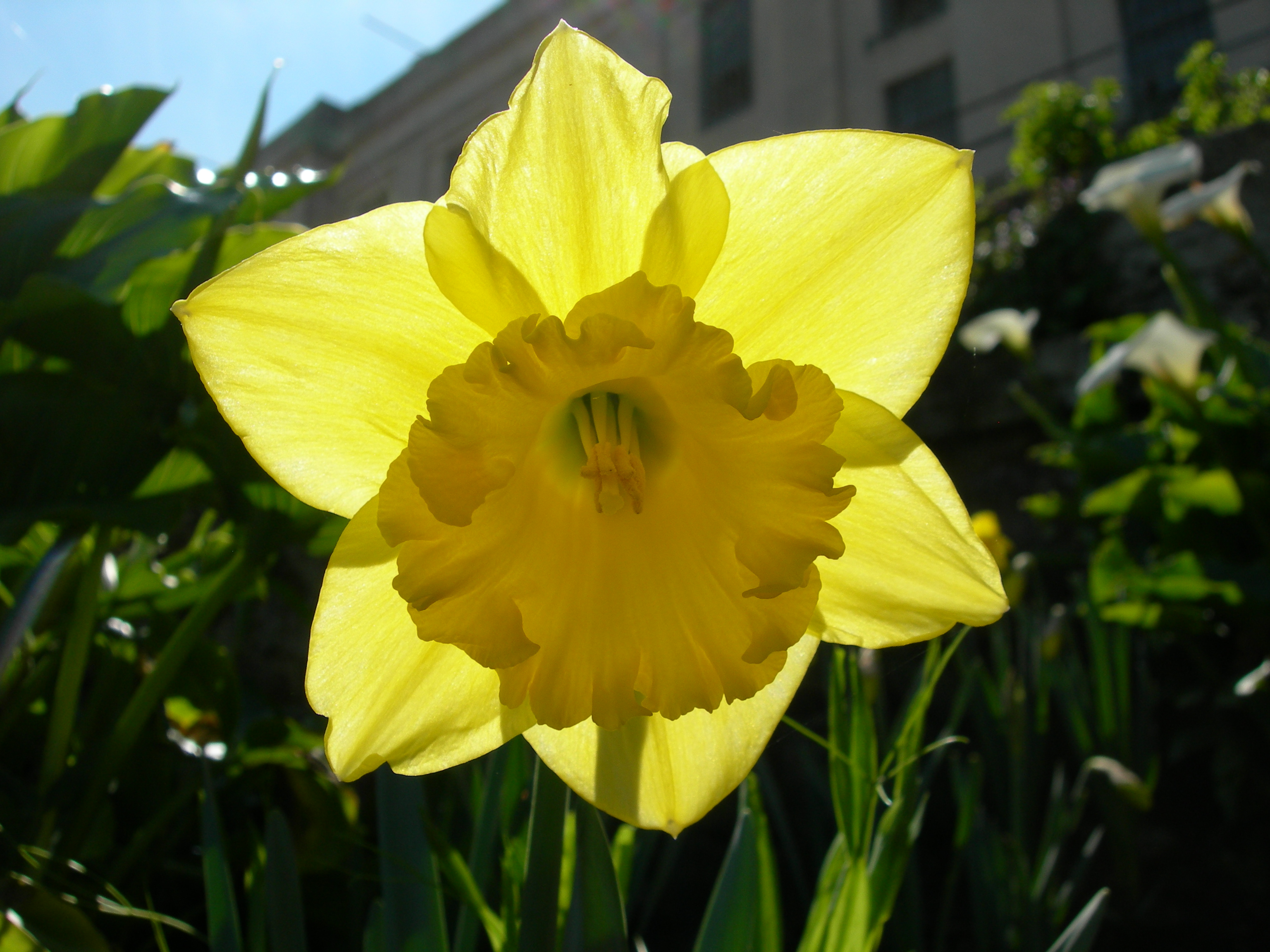 Carlton daffodil
