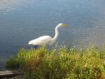 Great egret hunting