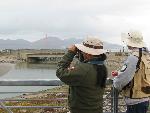 Bird survey