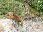Coyote observing progress