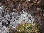 Oil spill on Alcatraz Island along Agave Trail